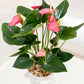 Pink Anthurium