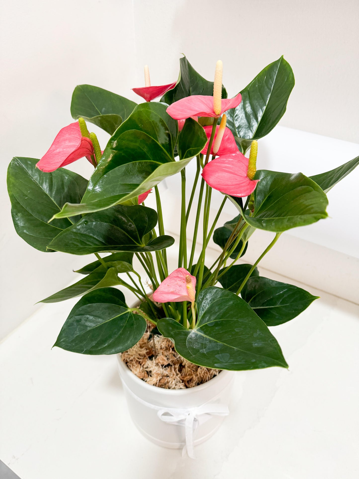 Pink Anthurium