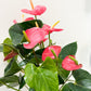 Pink Anthurium