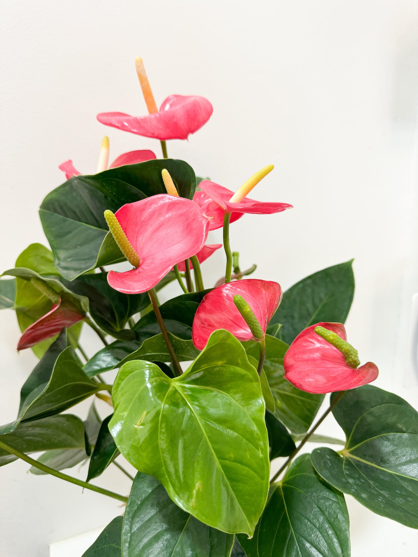 Pink Anthurium