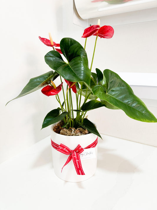 Red Anthurium